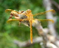 Sympetrum uniforme