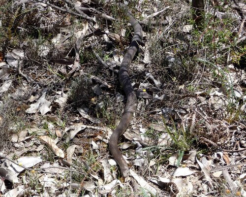 Mulga Snake sighting