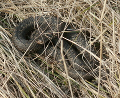 Vipera renardi