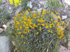 Thymophylla setifolia greggii