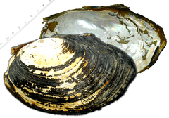 Sinanodonta
