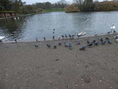 Columba livia domestica