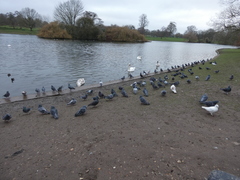 Columba livia domestica