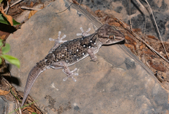 Chondrodactylus