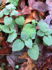 Lamium purpureum purpureum