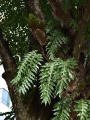 Drynaria quercifolia