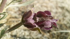 Salvia pachyphylla