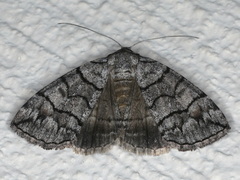 Dysbatus singularis