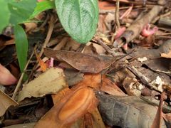 Desmoptera truncatipennis