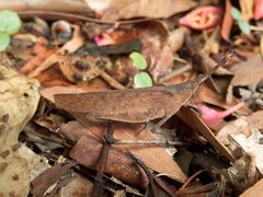 Desmoptera truncatipennis