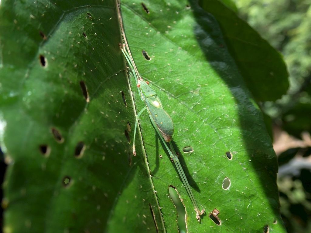 Chloracantha