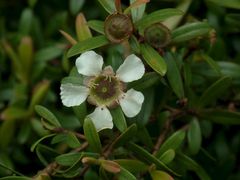 Leptospermum wooroonooran