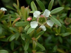 Leptospermum wooroonooran