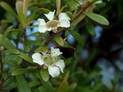 Leptospermum wooroonooran