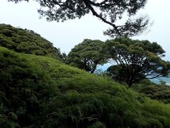 Leptospermum wooroonooran