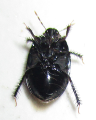 Aethus perosus