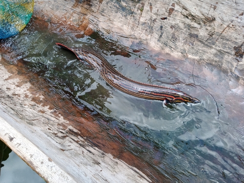 Fire eel (Mastacembelus erythrotaenia) — Mastacembelidae — 3