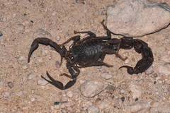 Parabuthus granulatus