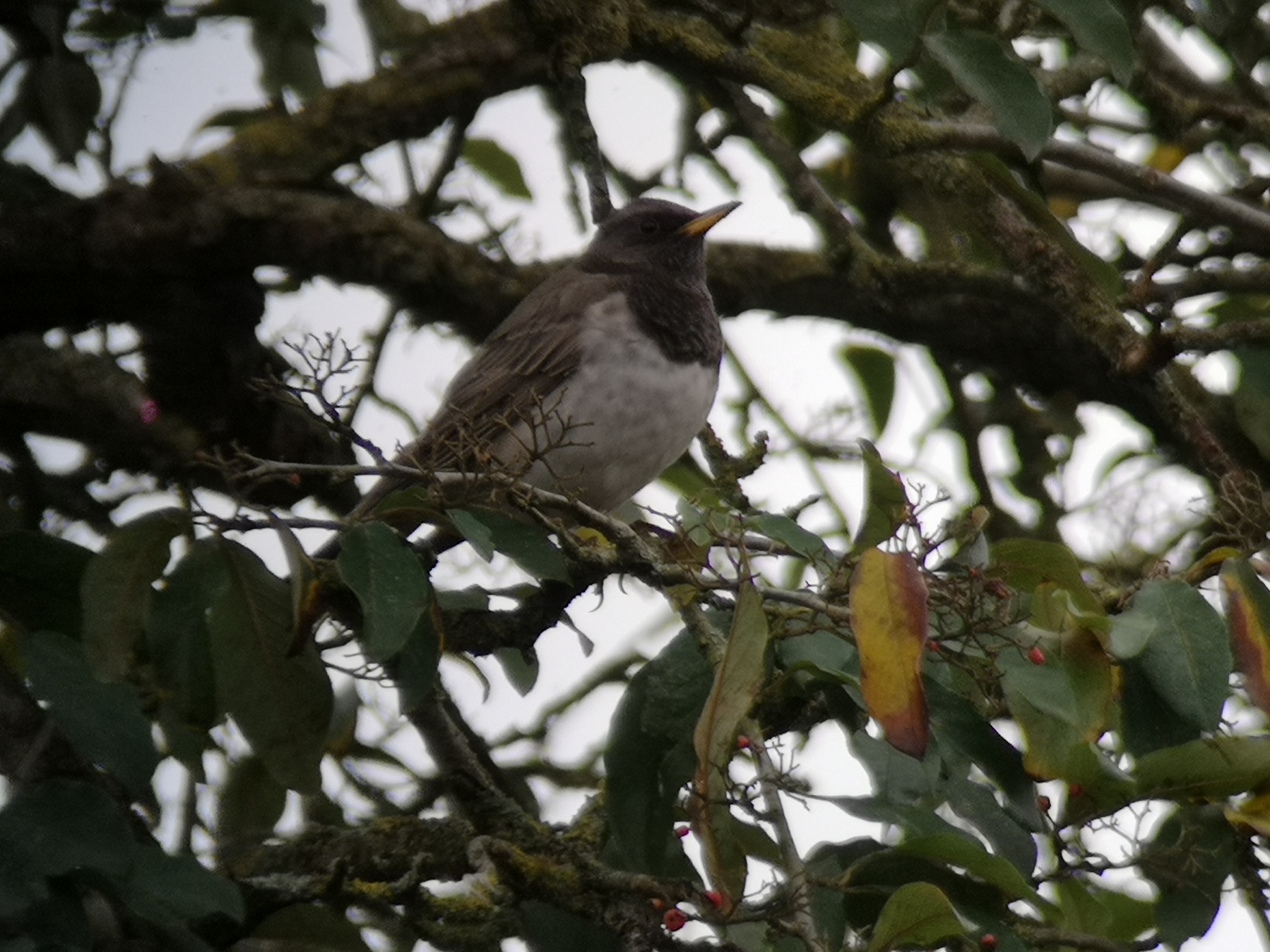 Black-throated Thrush