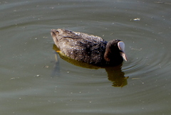 Fulica atra
