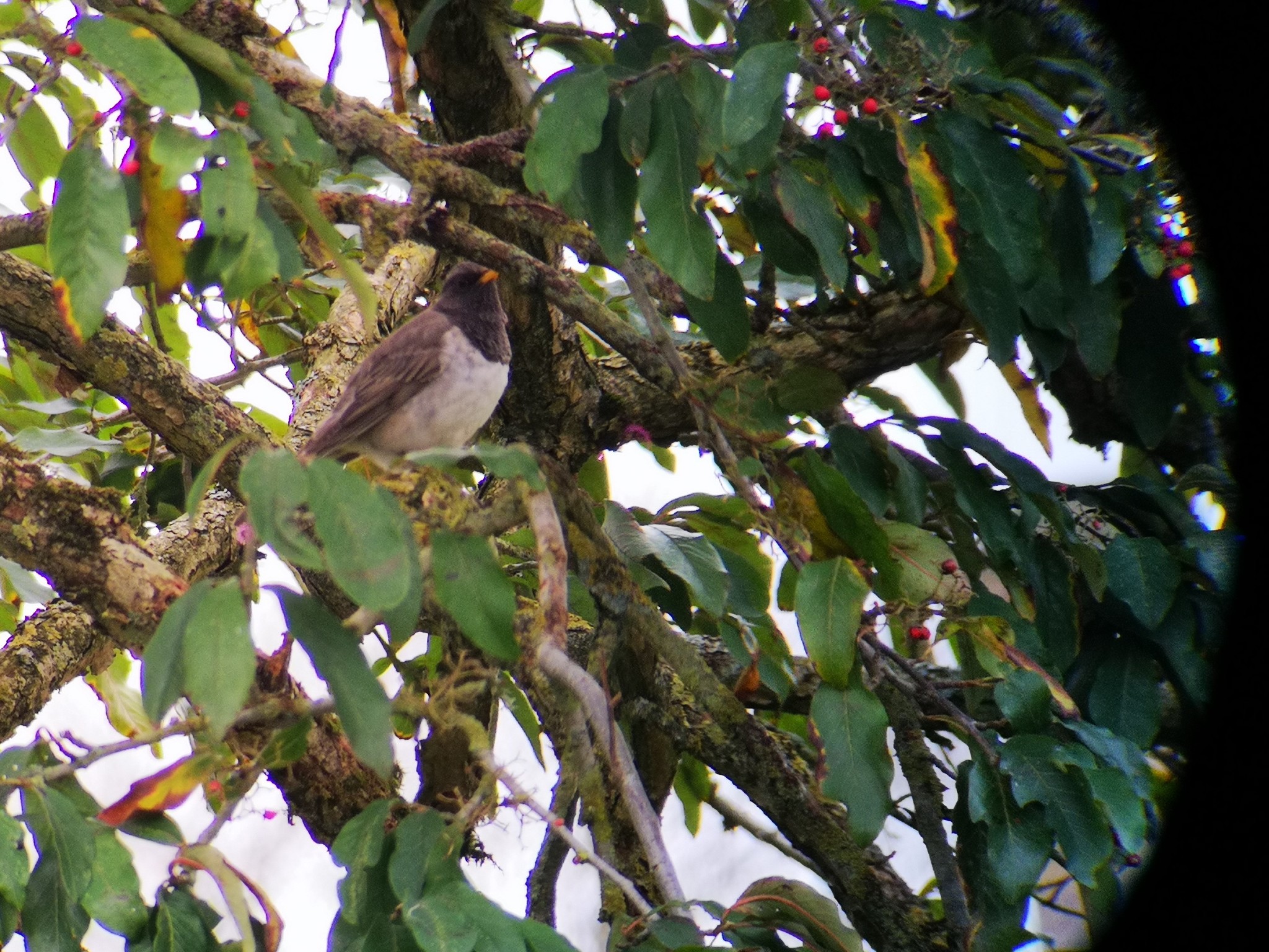 Black-throated Thrush