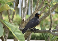 Corvus splendens