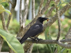 Corvus splendens