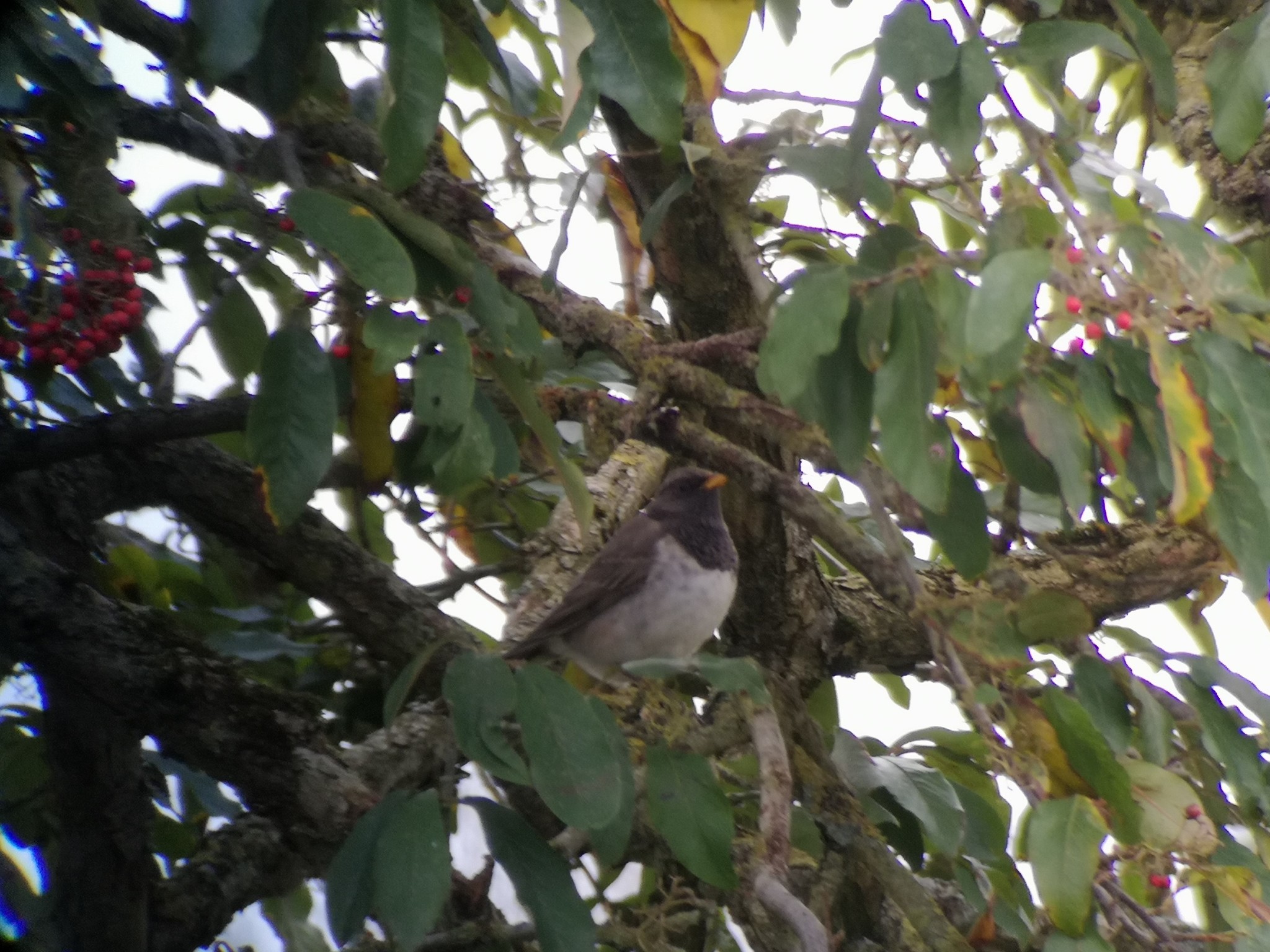 Black-throated Thrush