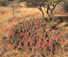 Aloe grandidentata