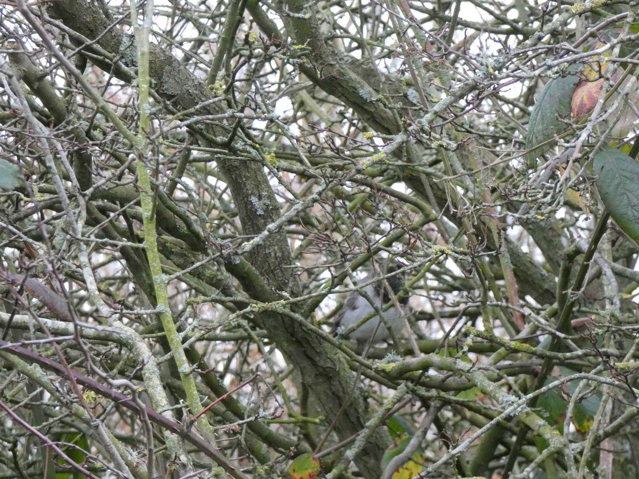 Black-throated Thrush