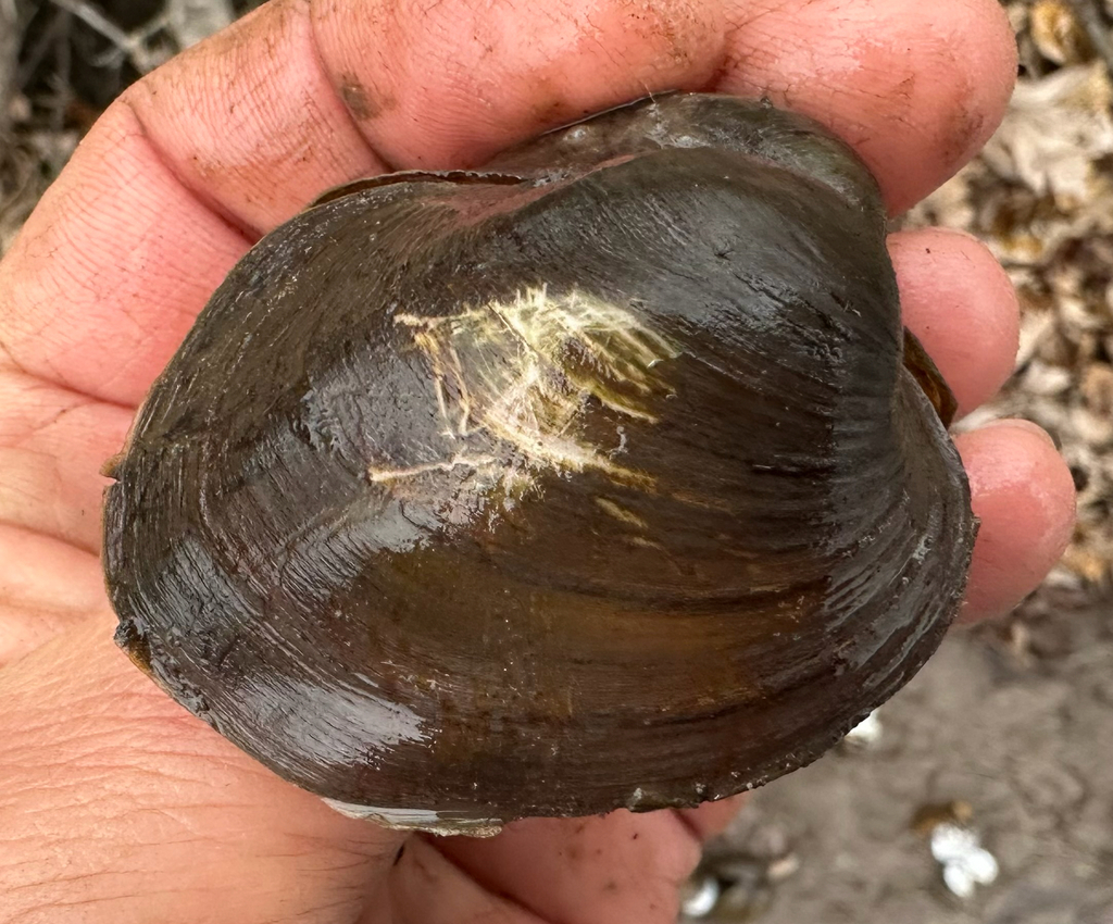 Three-ridge Mussel from De Soto, WI, US on November 20, 2025 at 02:07 ...