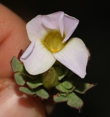 Oxalis adenodes