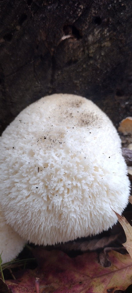 Hericium erinaceus · November 2025 · photo: © swords (iNaturalist, cc0)