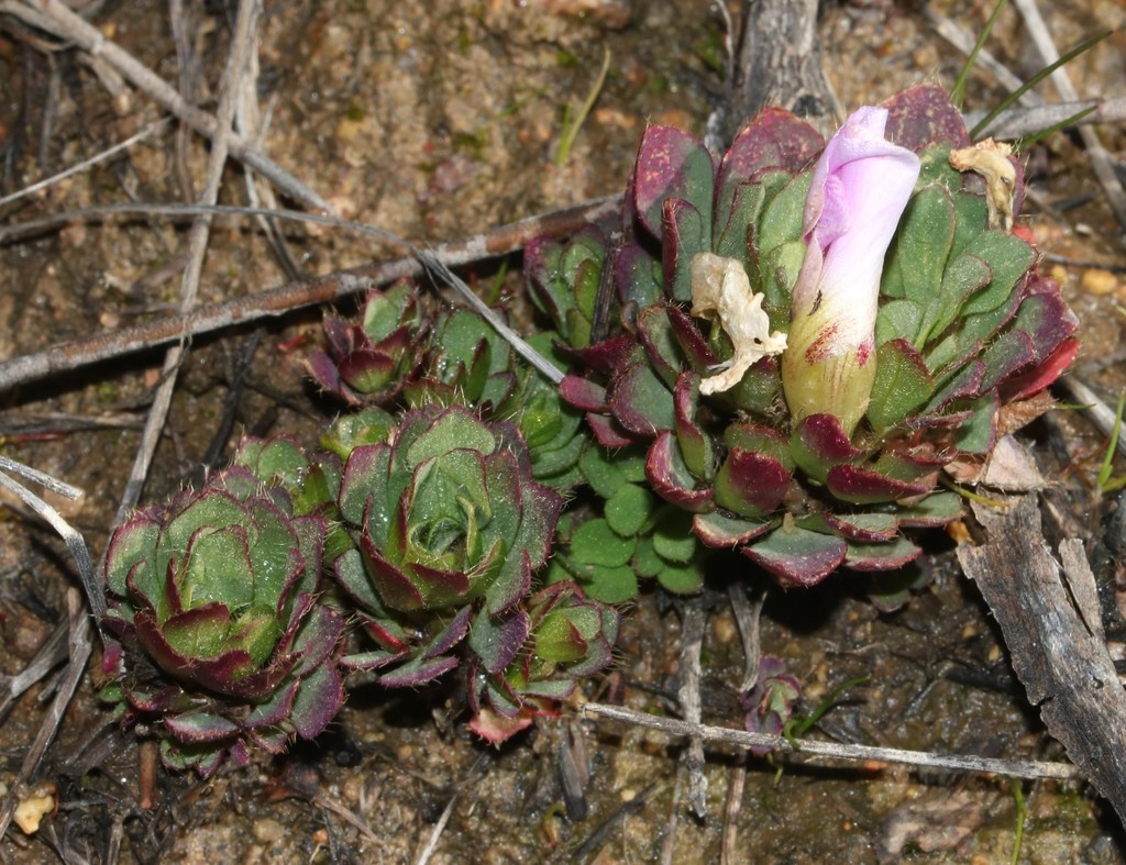 Oxalis adenodes
