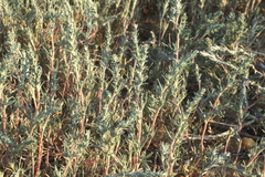 Petrosimonia glaucescens