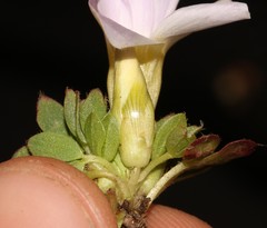 Oxalis adenodes