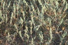 Petrosimonia glaucescens