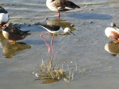 Himantopus himantopus