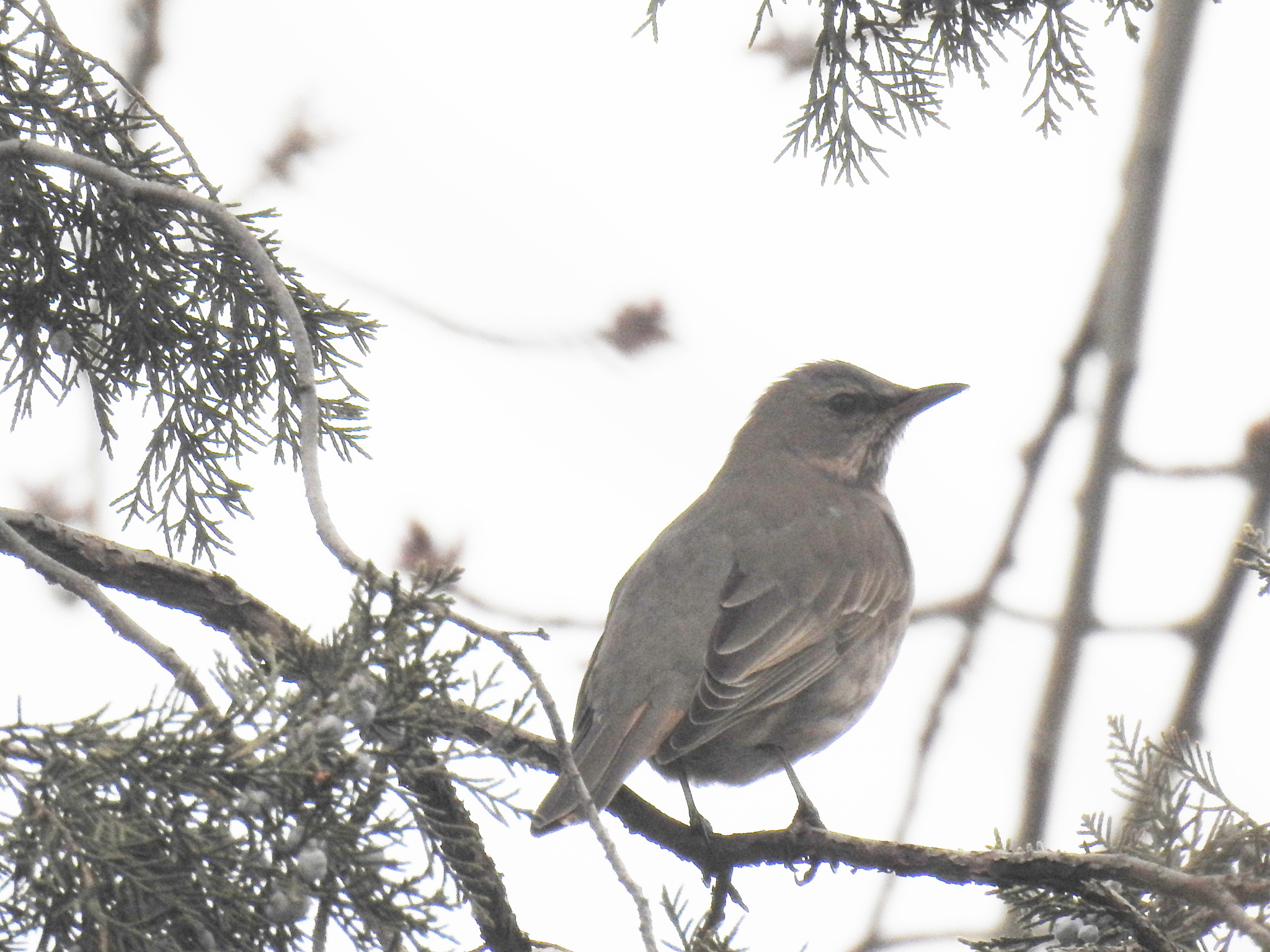 Naumann's Thrush
