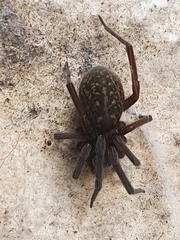 Phyxelididae