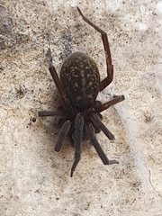 Phyxelididae