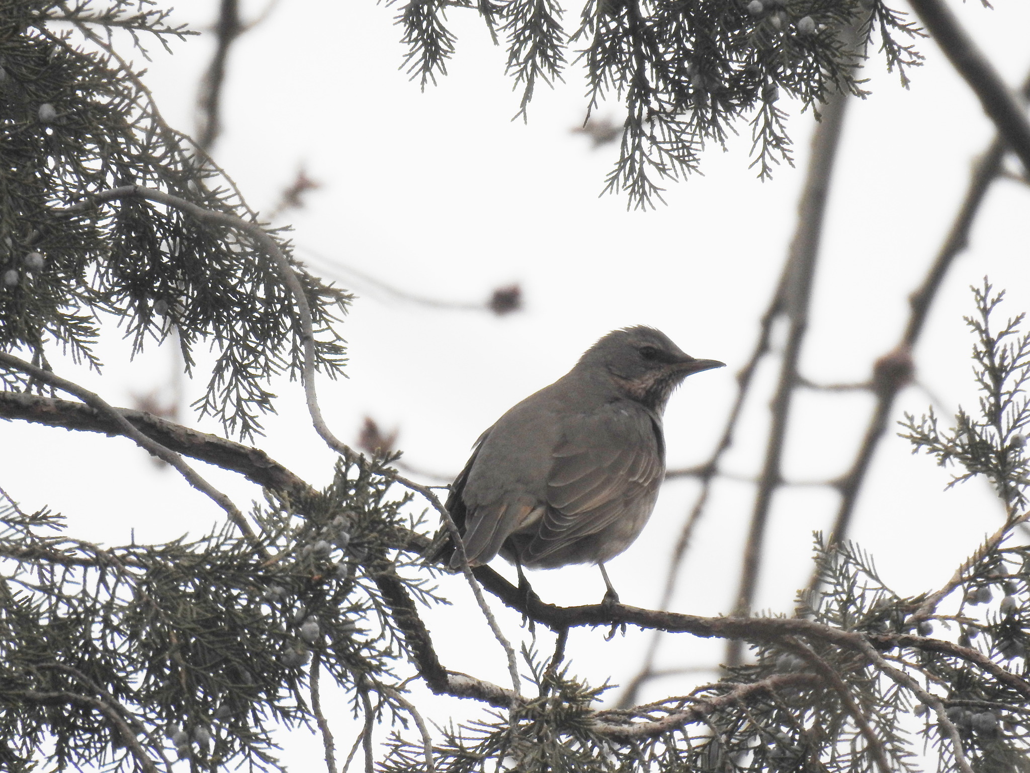 Naumann's Thrush