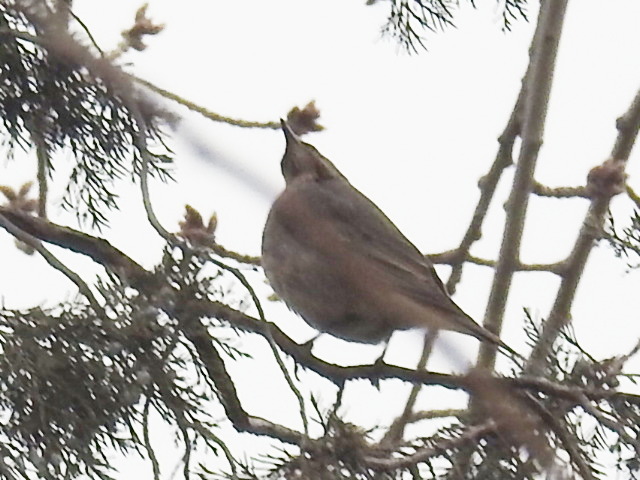Naumann's Thrush