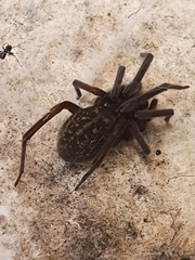 Phyxelididae
