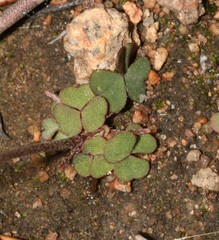 Oxalis pulchella