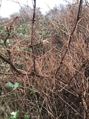 Reynoutria japonica
