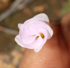 Oxalis pulchella
