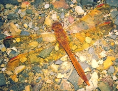 Sympetrum uniforme