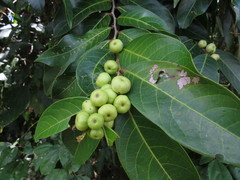 Glochidion harveyanum