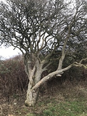 Sambucus nigra